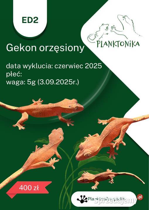 Gekon orzęsiony ciliatus crested gecko Rybnik