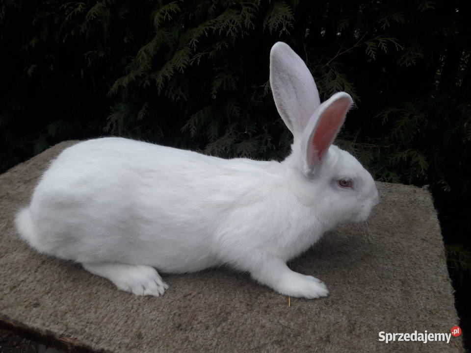 króliki termondzkie rodowód wysyłka podlaskie Bielsk Podlaski sprzedam