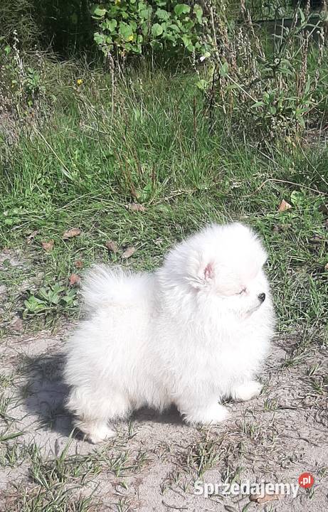 Szpic miniaturowy Pomeranian chlopak