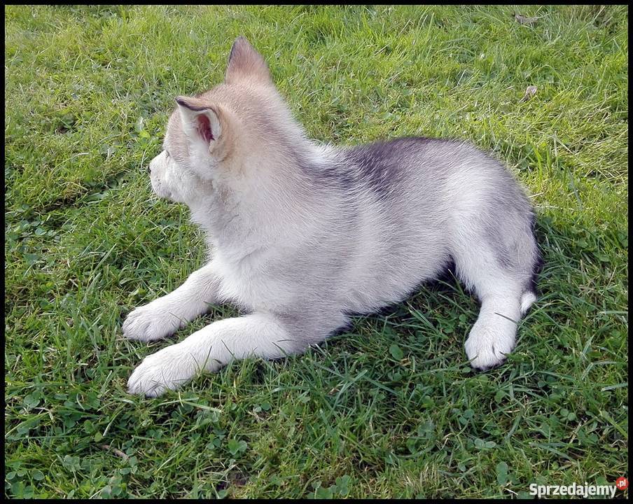Szczenięta Siberian Husky Zwierzęta Bolesławice sprzedam