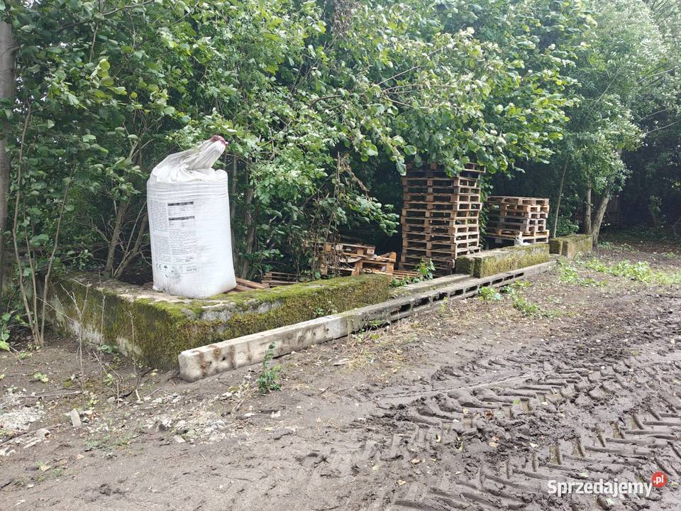 Syndyk sprzeda Stegna 46zł/m2 sprzedam
