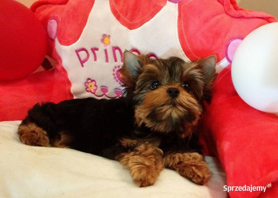 Śliczne szczenięta rodowodowe York York Wrocław