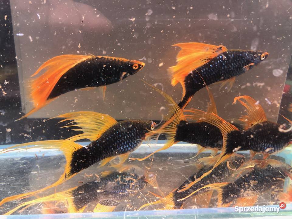 Mieczyk Hamburg Lira Delta XXL 10 12 Justynów