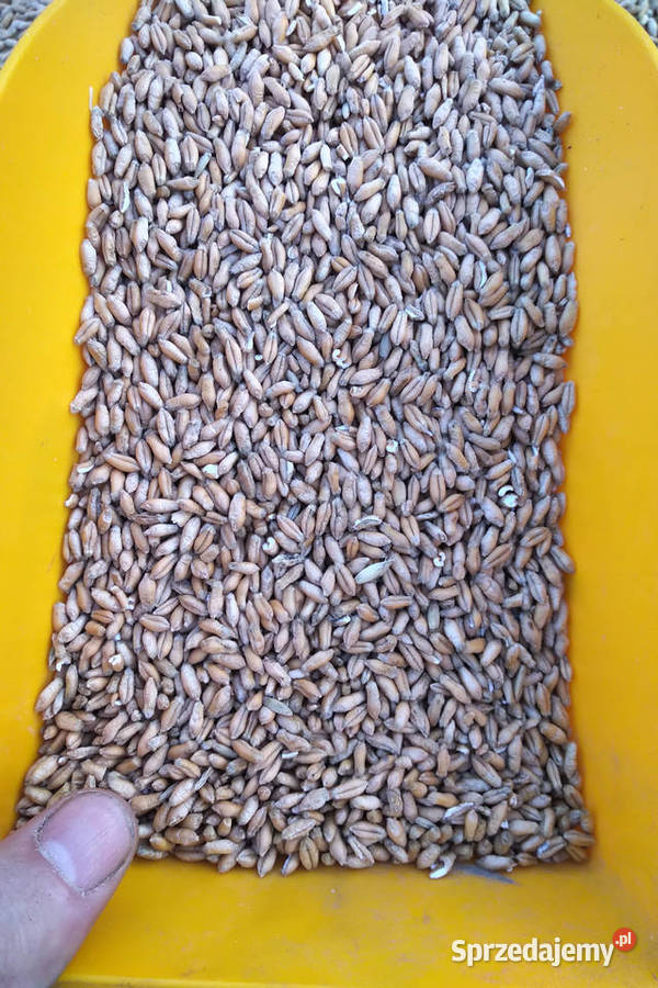 pszenżyto kur kaczek drobiu Sieradz