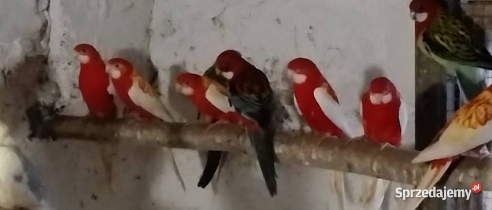 Papugi rozelle białolice Ptaki Wodzisław Śląski