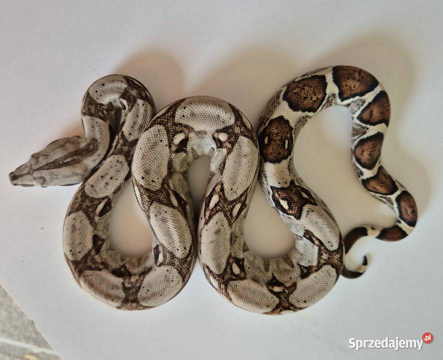 14 boa cesarski cb25 samica małopolskie sprzedam