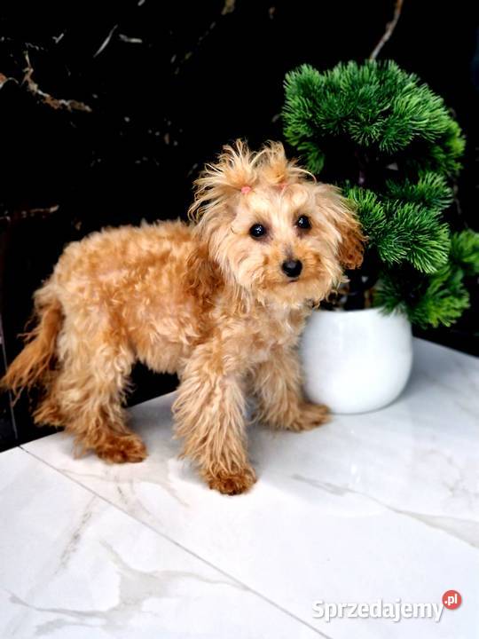 Malutka 6miesieczna sunia pudel toy teacup Jasło