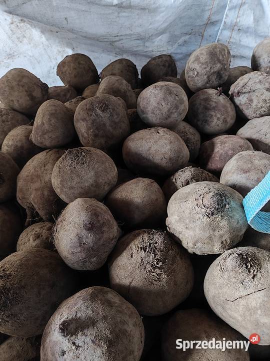 Burak buraczek czerwony ćwikłowy paszowy