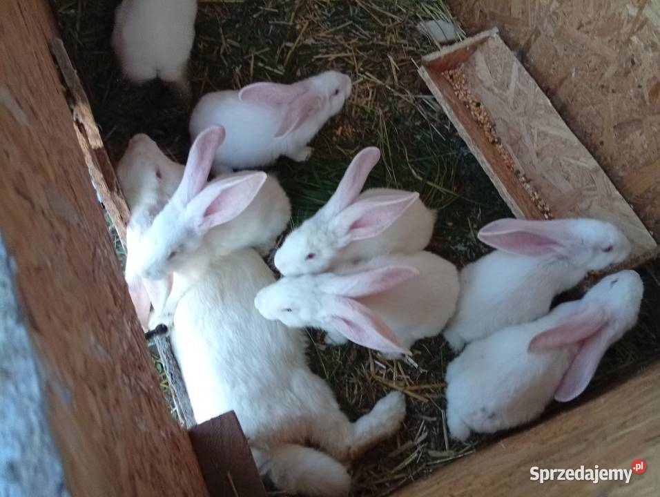 Króliki belgijski biały olbrzym