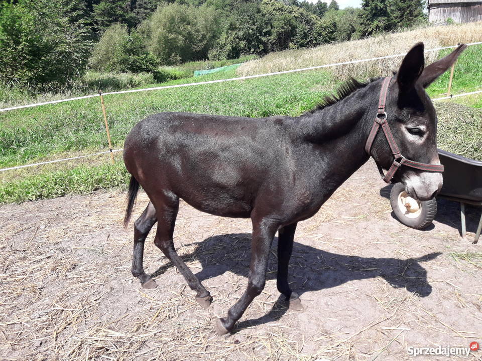 Osły osiołki Golub-Dobrzyń