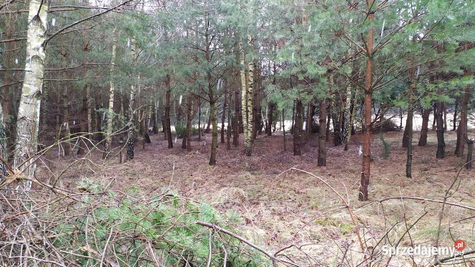 Sprzedam działkę rolną w sąsiedztwie lasów 49zł/m2 Bocheniec