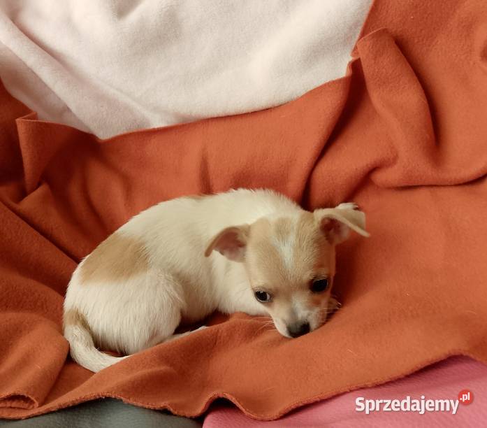 Chihuahua dziewczynka Dąbrowa Tarnowska