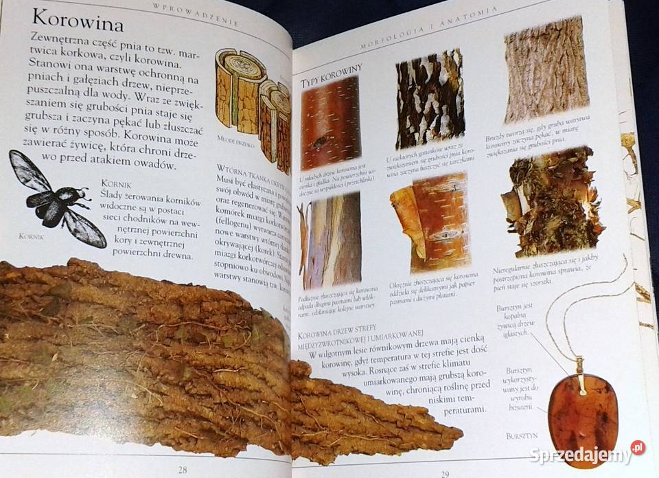 Drzewa Mini encyklopedia Theresa Greenaway lubelskie