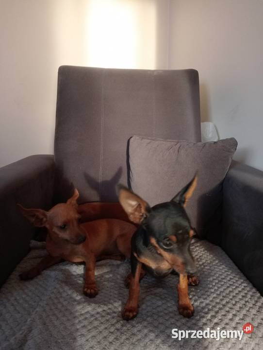Ratlerek Pinczer miniaturowy łódzkie Świnice Warckie sprzedam