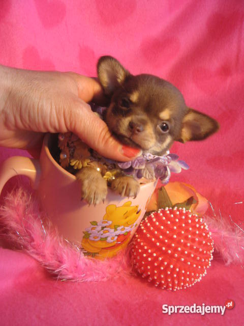 CHIHUAHUA mini najmniejsze cziłała pomorskie Gdańsk