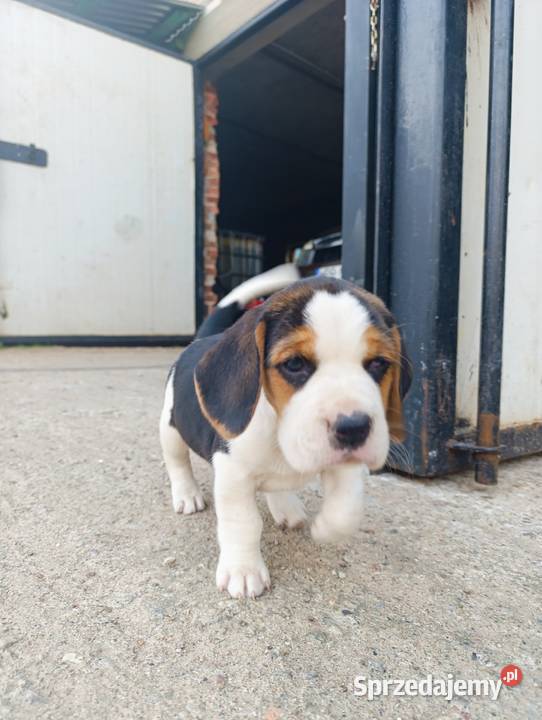 Beagle tricolor szczenięta Sokołów Podlaski