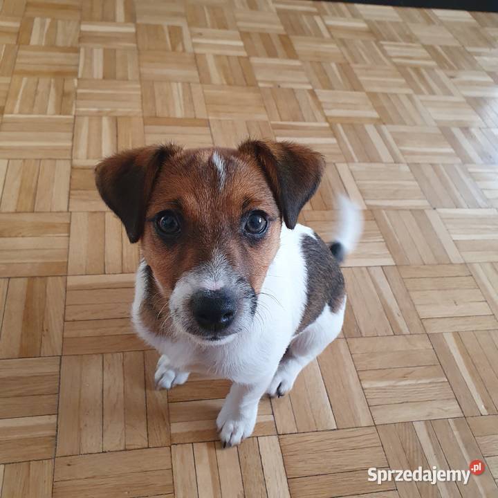 Jack Russell Terrier Kielce