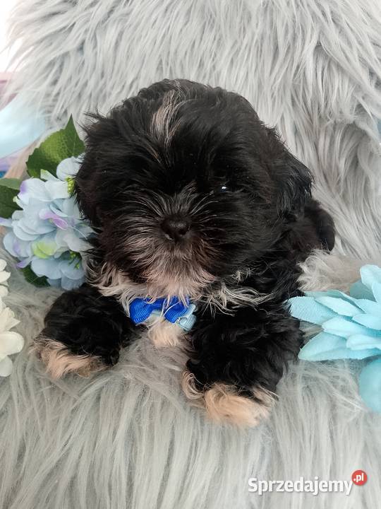 GOTOWY DO ODBIORU czarny piesek rasy ShihTzu Shih Tzu Namysłów