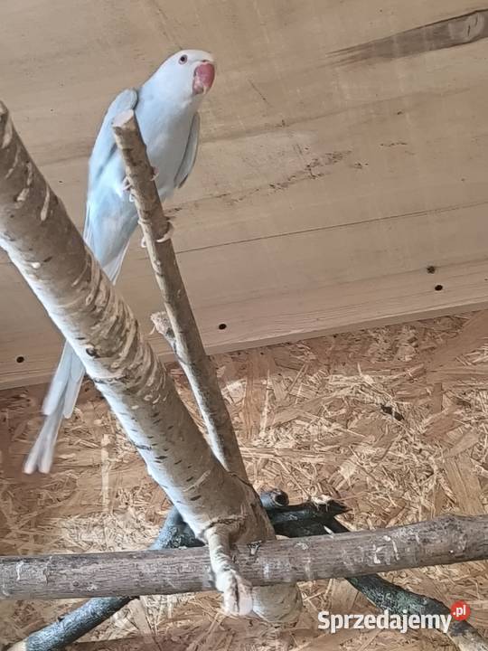 Aleksandretty obrożne parka 2022 Rostarzewo