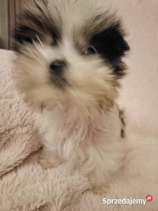 Sprzedam sunie Yorkshire Terrier Bewer Psy zachodniopomorskie Tanowo sprzedam