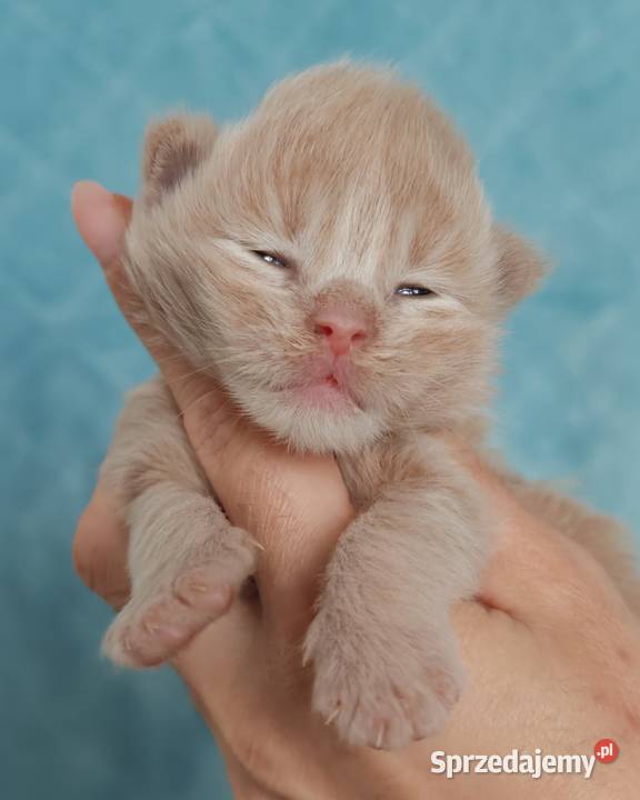 Kocurek Maine Coon Blue Aura dolnośląskie Wrocław