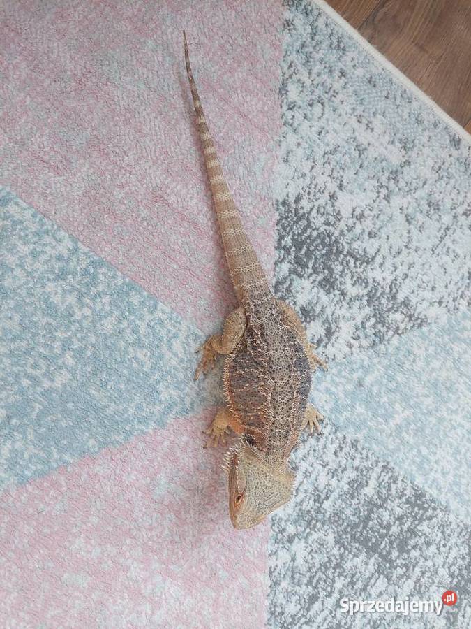 Agama brodata terrarium Frombork