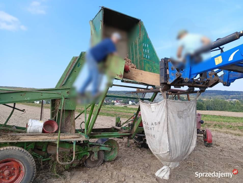 Kombajn ziemniaczany Wisent Do ziemniaków i warzyw Bieliny sprzedam