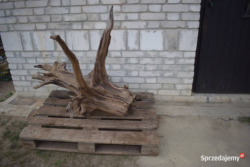 Korzeń ozdobny do ogrodu Pozostałe