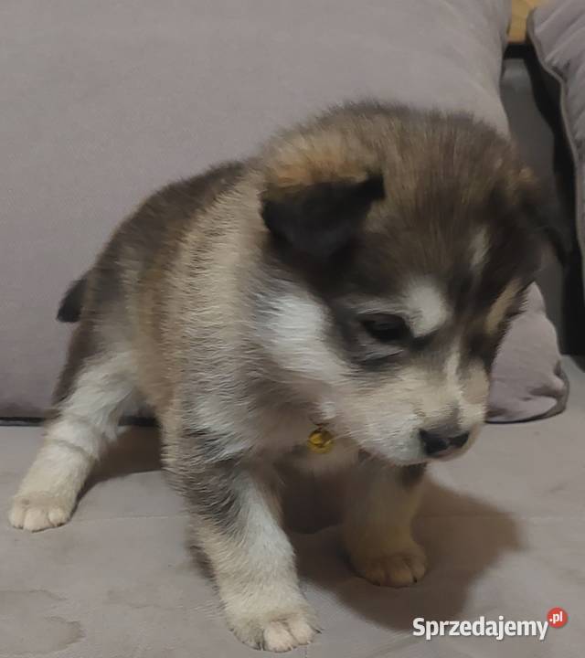 Alaskan Malamute suczka szczeniak Przemyśl