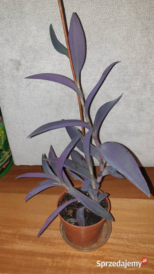 Trzykrotka setkrezja purpurowa do ogrodu na Zielone Warszawa sprzedam