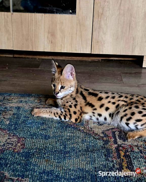 Serwal Afrykański Leptailurus serval przepiękna Pozostałe śląskie Katowice