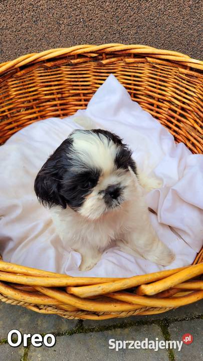 Śliczne Shih Tzu maluchy wychowane w domu Bochnia