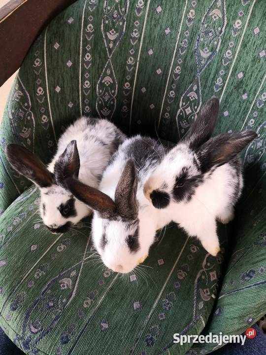 Samiczka kalifornisjka młode króliki Siewierz