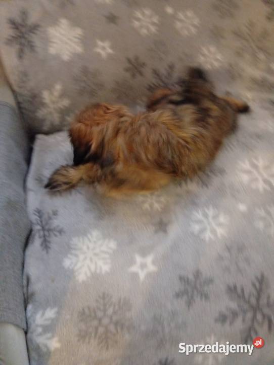 Śliczne shih tzu Szczerców