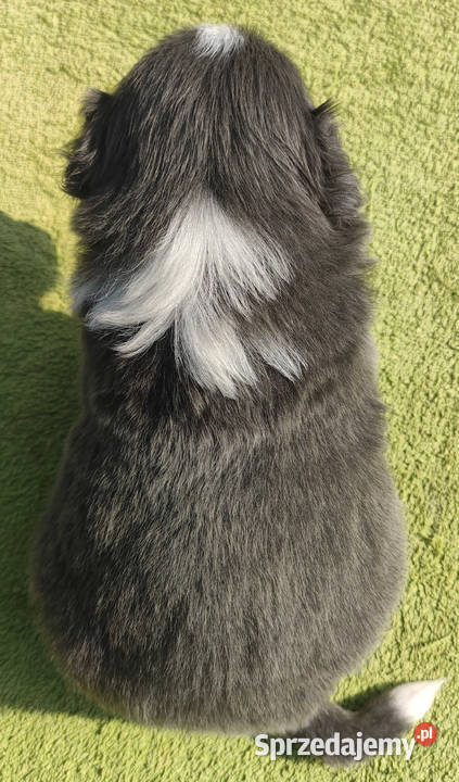 Rasowy Pies Border Collie maści BLUE Szczeniak