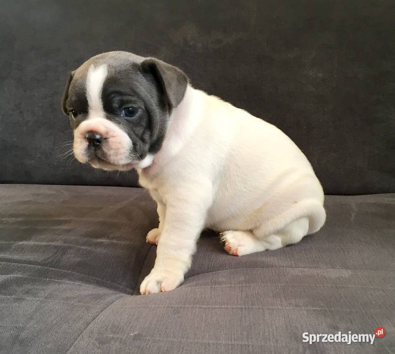 Buldog francuski szczeniaki małopolskie Przeciszów