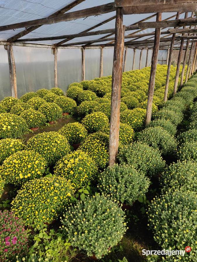 Chryzantemy Hurt Detal różne kolory Jawor sprzedam