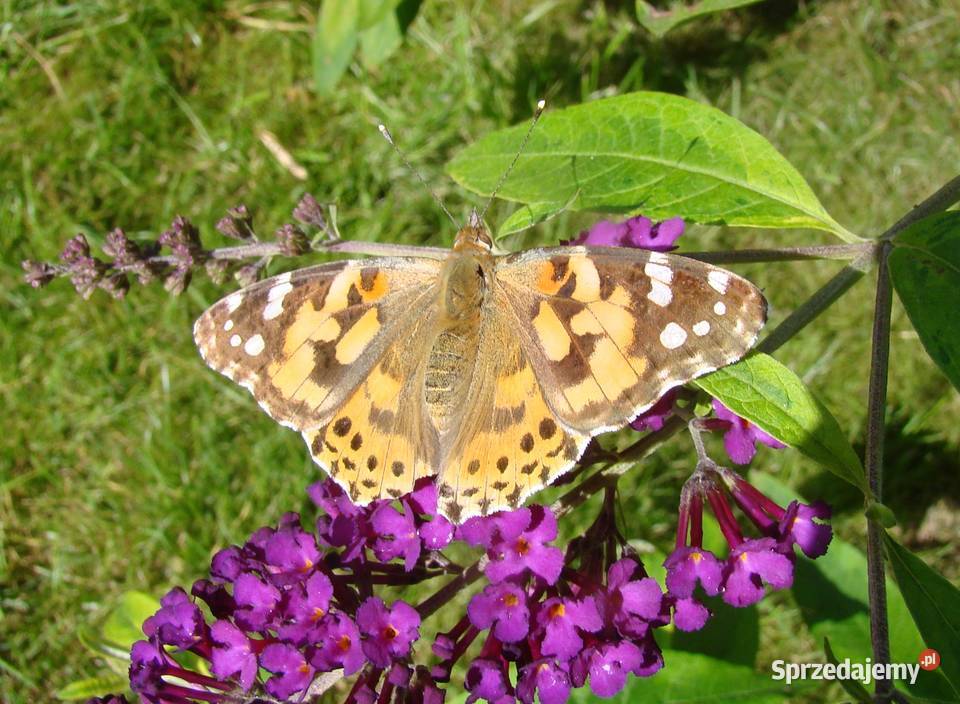 Budleja x2 kwiat motyli świetny Przemyśl