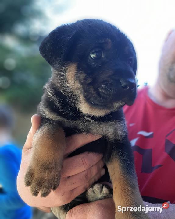 Szczeniaki owczarku niemieckim i cane corso Tarnów