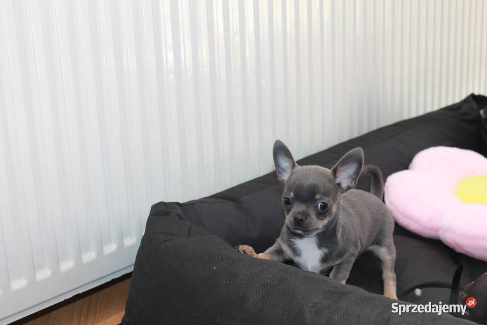 Chihuahua błękitny krótkowłosy chłopiec ZKwP FCI sprzedam