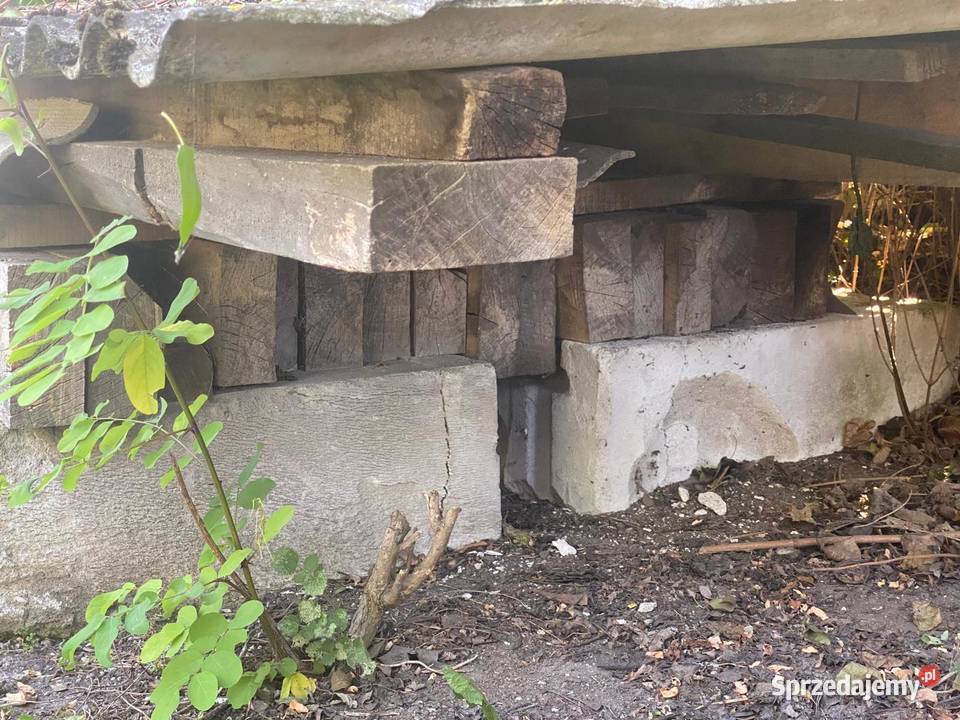 Belki legary Włocławek