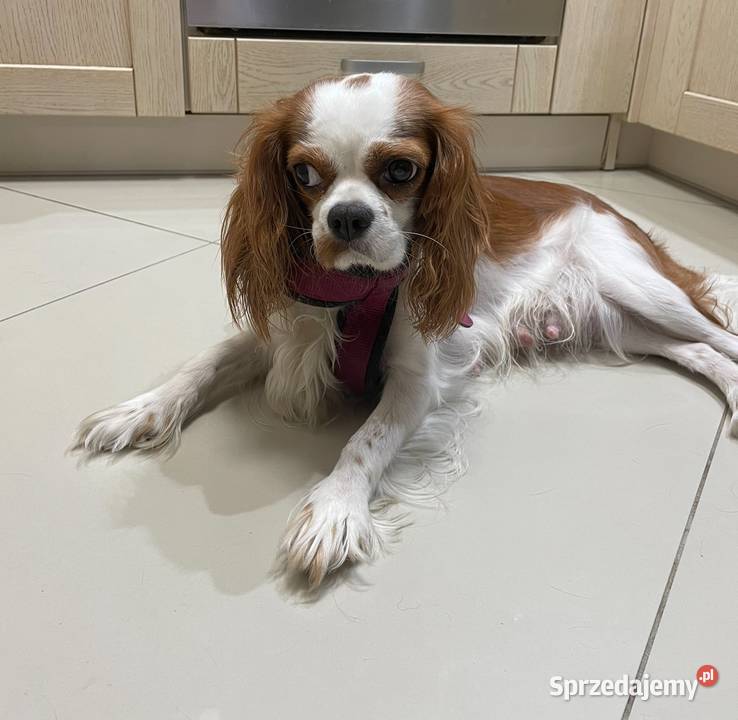 Cavalieki małe szukają domu pełnego miłości Płock