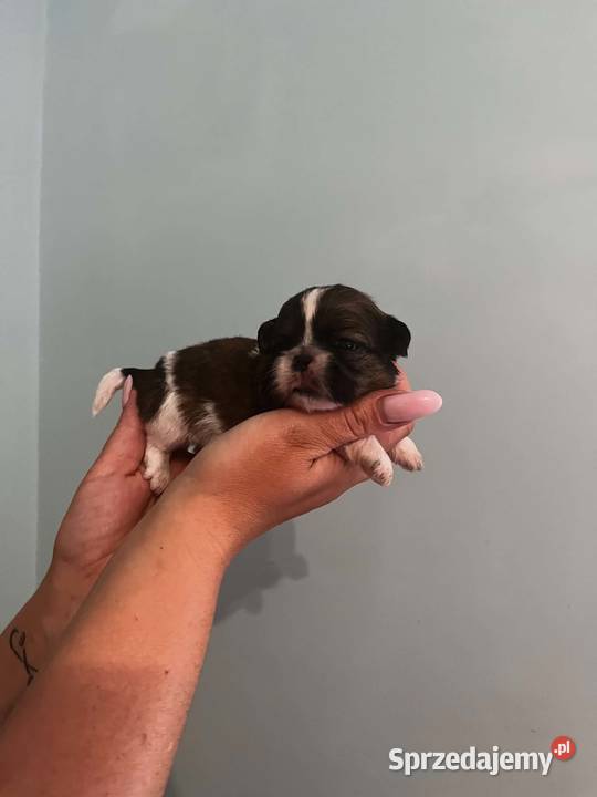 Mini sunia shih tzu Ciechocin