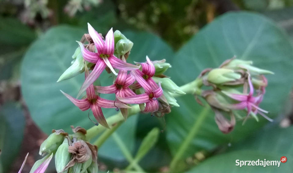 NANERCZ Anacardium occidentale NASIONA 2 sztuki kujawsko-pomorskie sprzedam