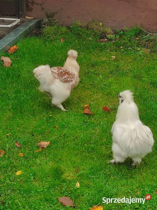 Kogut siłka Giełda zwierząt Dąbrowa Górnicza