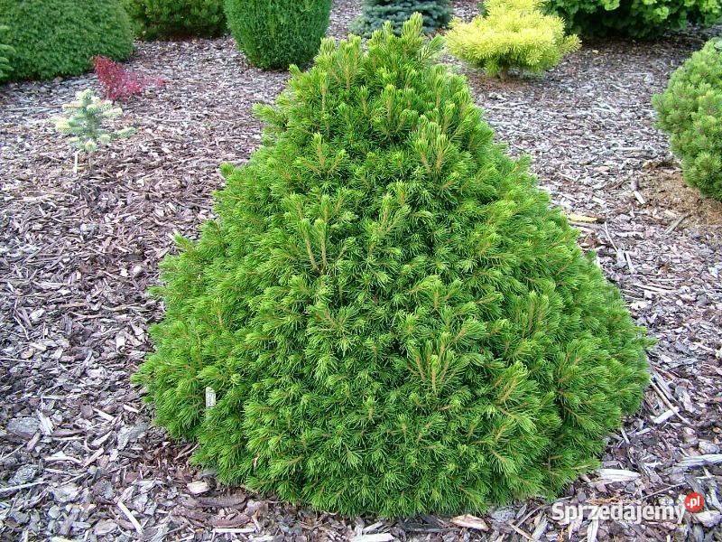 Świerk biały Conica Picea glauca wys 7090 donica sprzedam