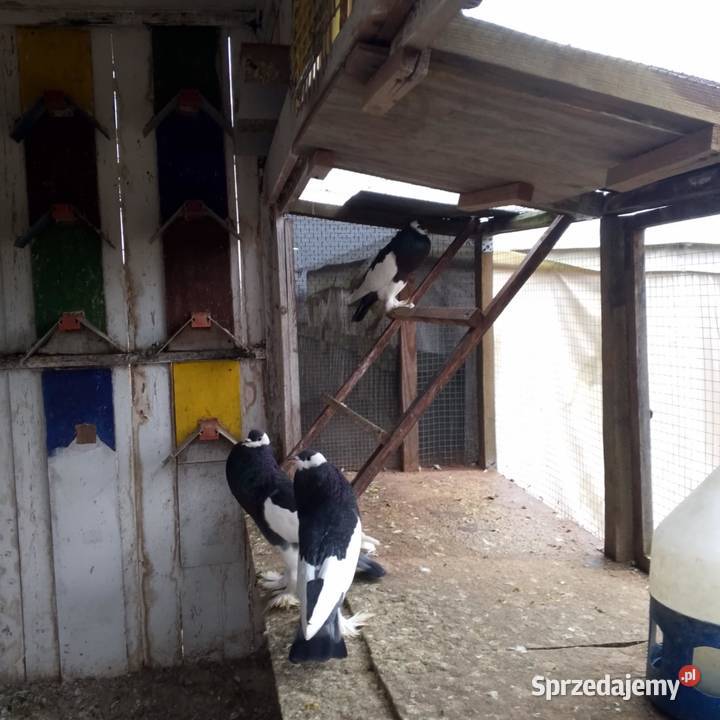 Garłacze czeskie Szprotawa