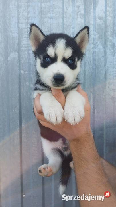 Zapowiedź Rasa Husky Siberian Męcina sprzedam
