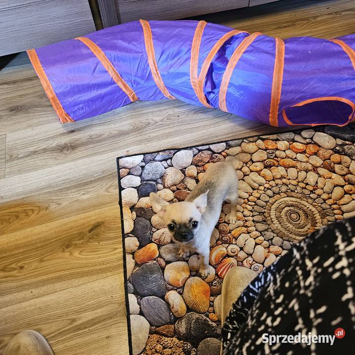 Chihuahua maleńka XXXXS Dziewczynka Idealnej zachodniopomorskie