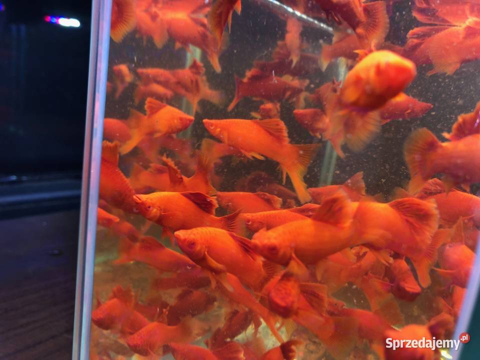 Mieczyk kalafior cauliflower polski krajowy Justynów sprzedam